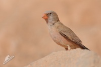 Hyl poustni 8390